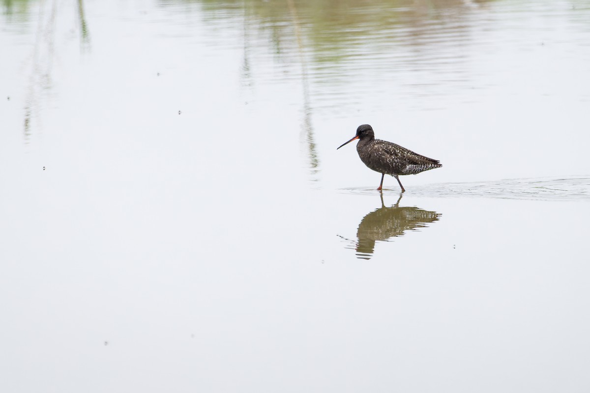 Spotted Redshank - ML612547394