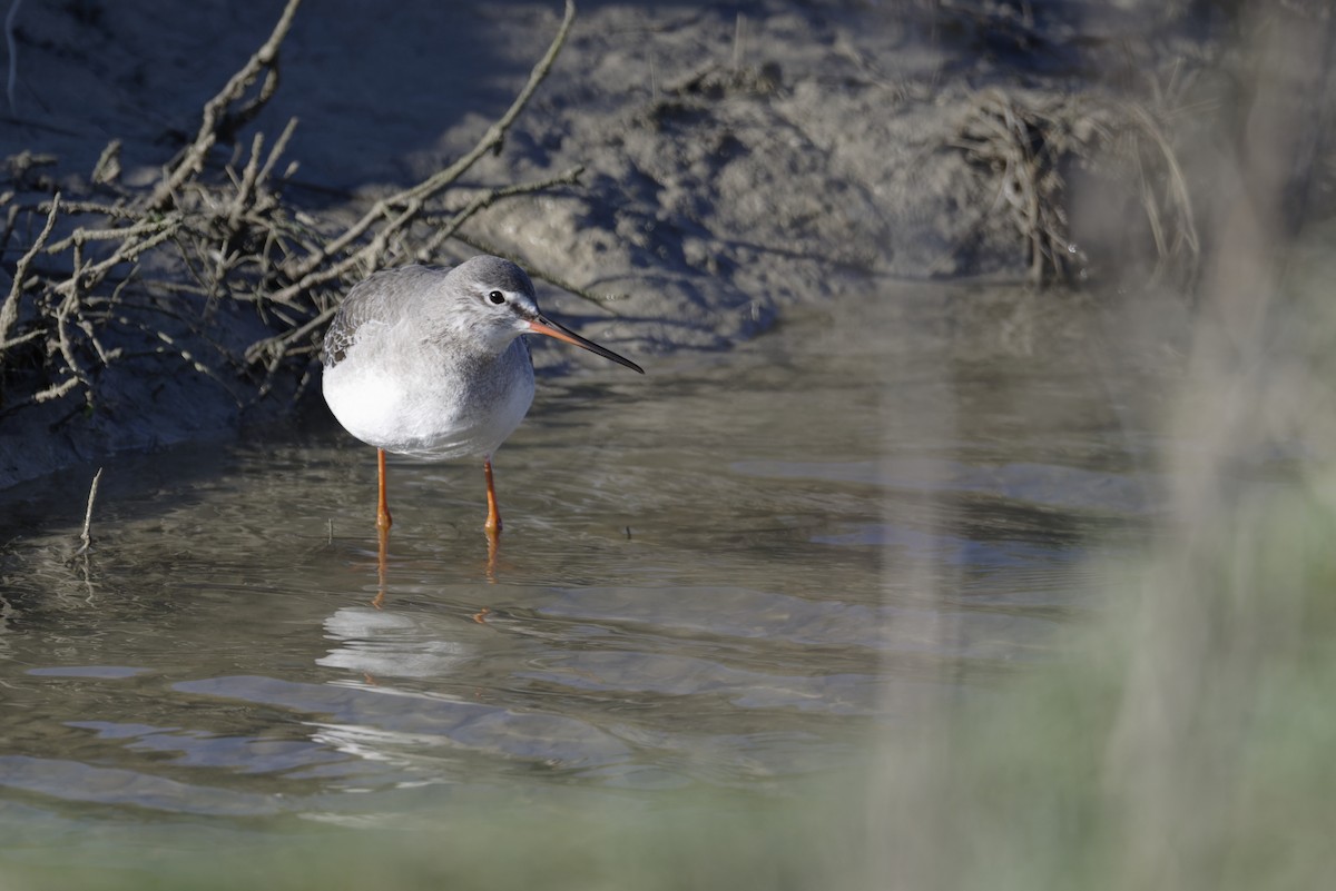 Spotted Redshank - ML612547404