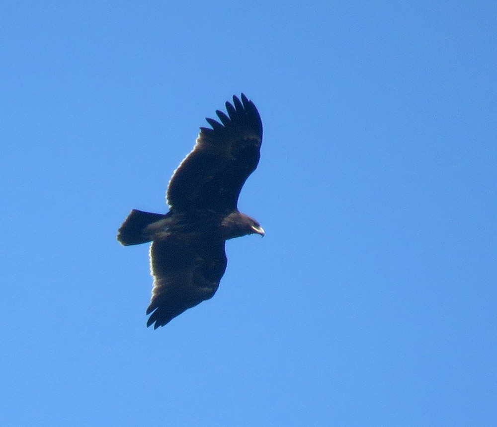 Greater Spotted Eagle - ML612547536