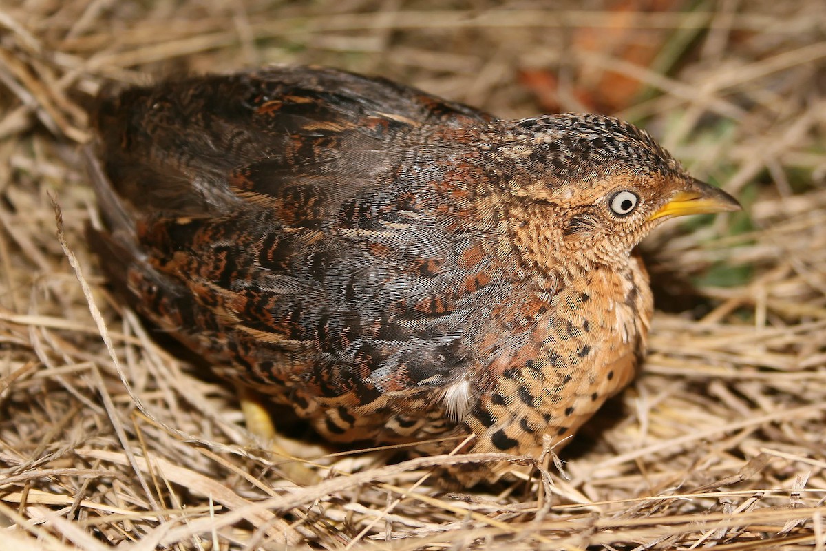 Red-backed Buttonquail - ML612547675