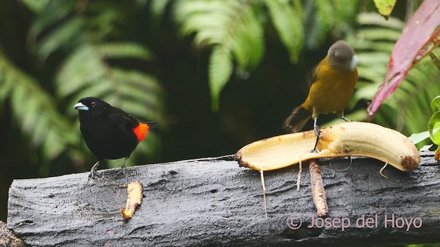 Scarlet-rumped Tanager - ML612547783