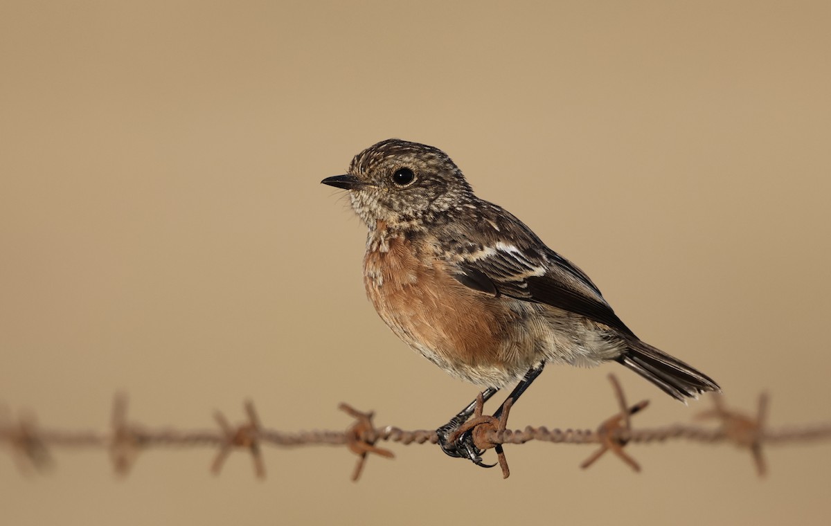African Stonechat (African) - ML612547848