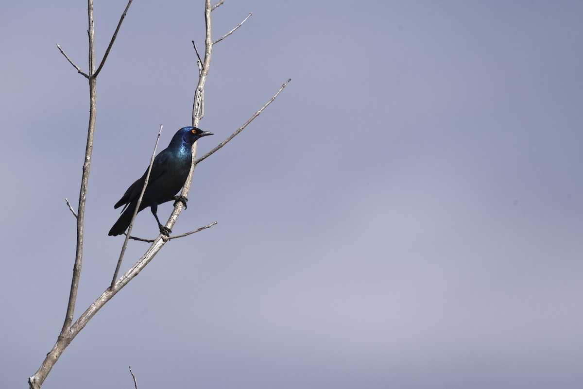 Greater Blue-eared Starling - ML612547855