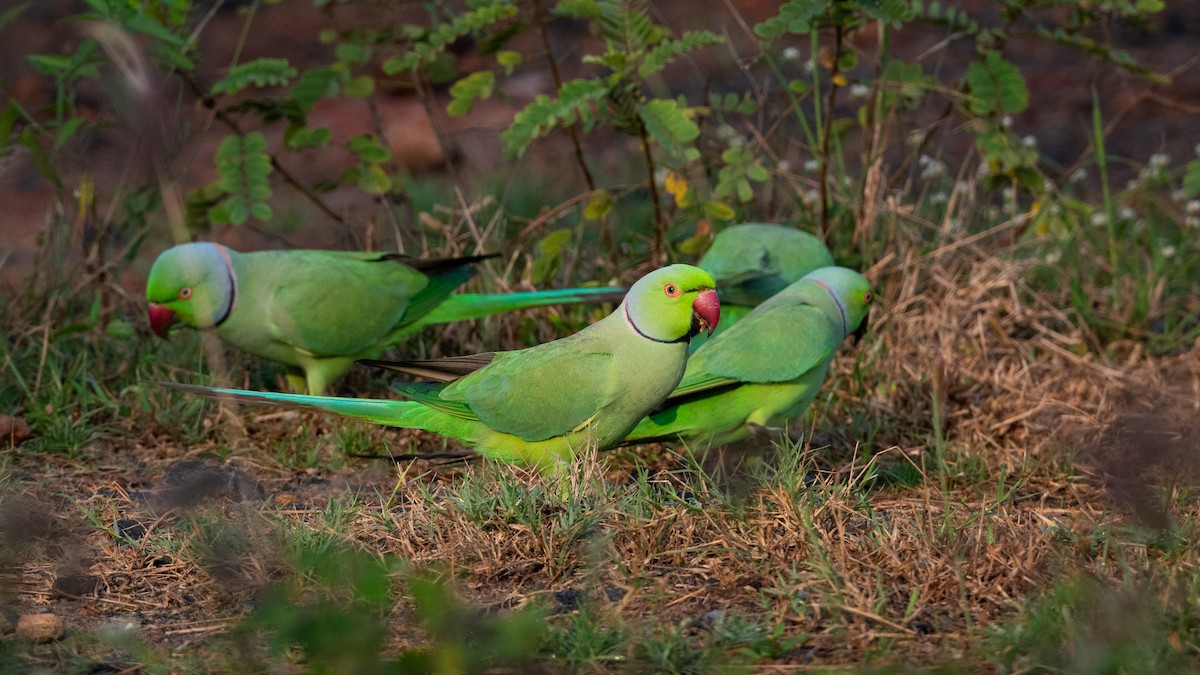 Rose-ringed Parakeet - Sharang Satish