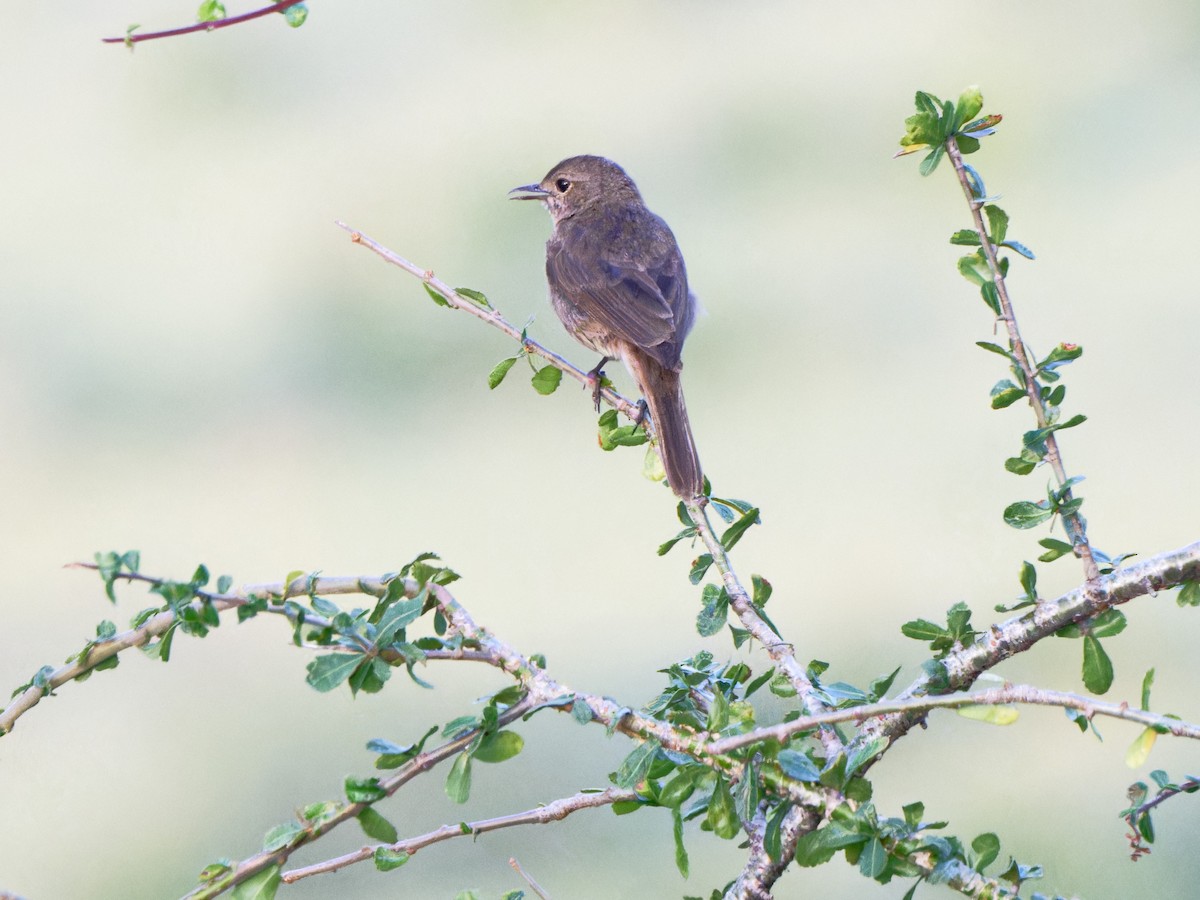 Brown-tailed Chat - ML612547982
