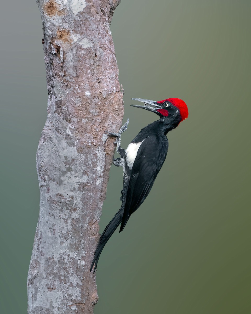 White-bellied Woodpecker - ML612548035