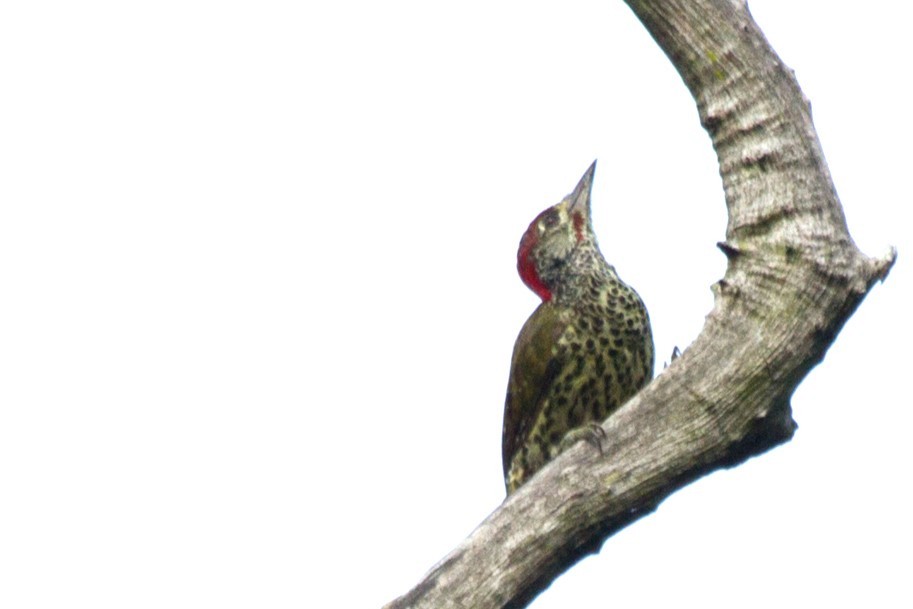 Knysna Woodpecker - ML612548474