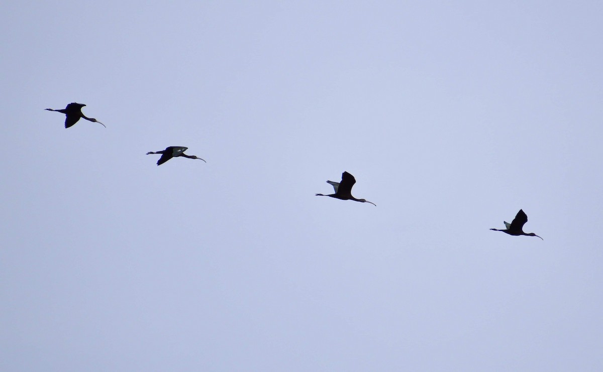 ibis hnědý - ML612548521