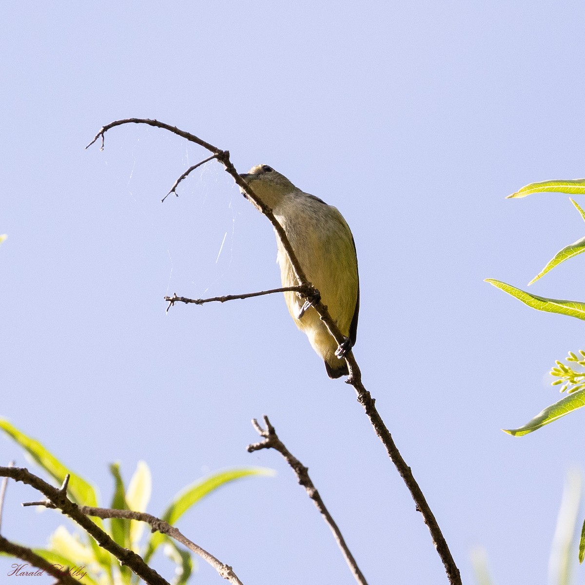 Pygmy Flowerpecker - Harald Dahlby