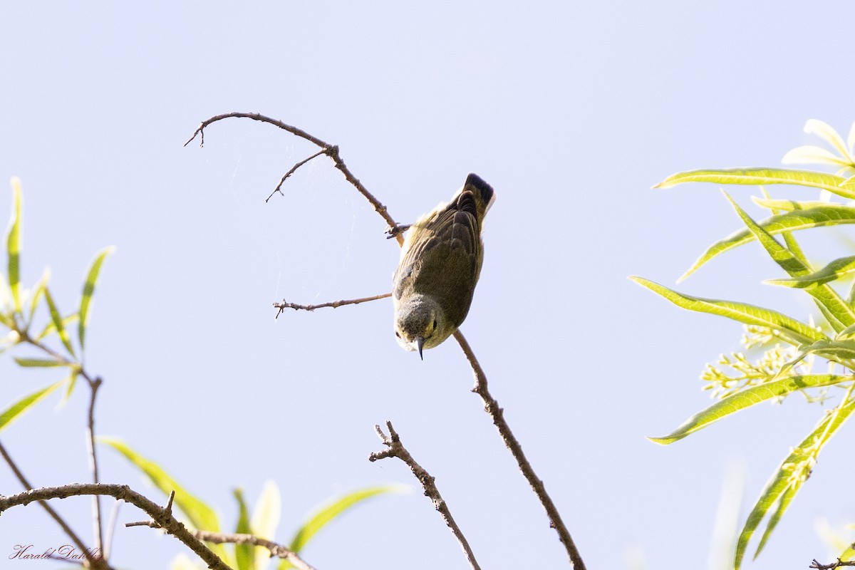 Pygmy Flowerpecker - ML612548699