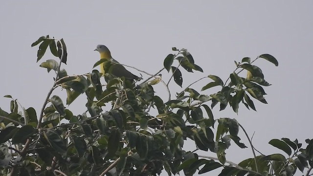 Yellow-footed Green-Pigeon - ML612548794