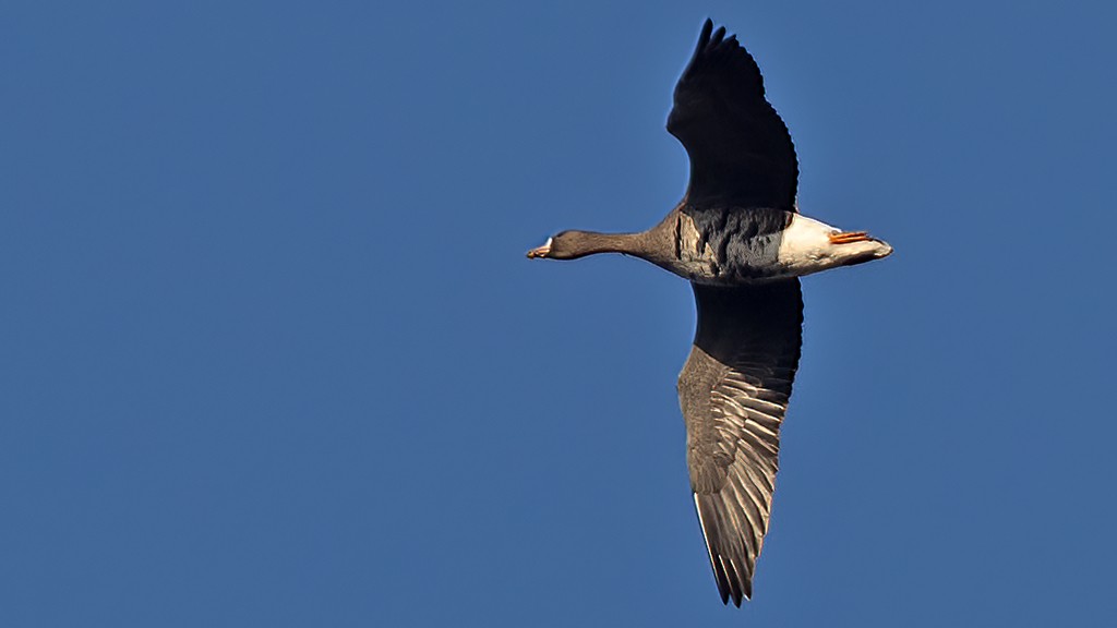 Greater White-fronted Goose - ML612549389