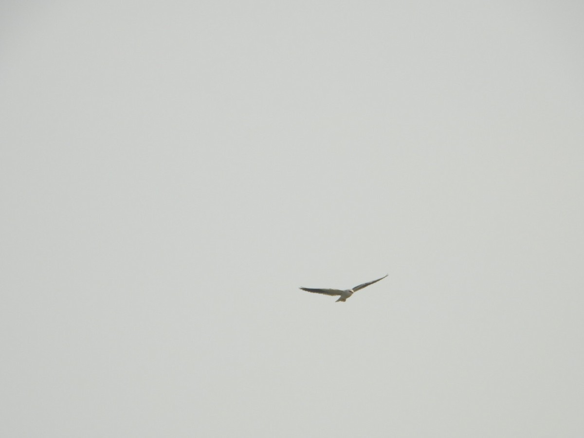 Black-winged Kite - ML612549425