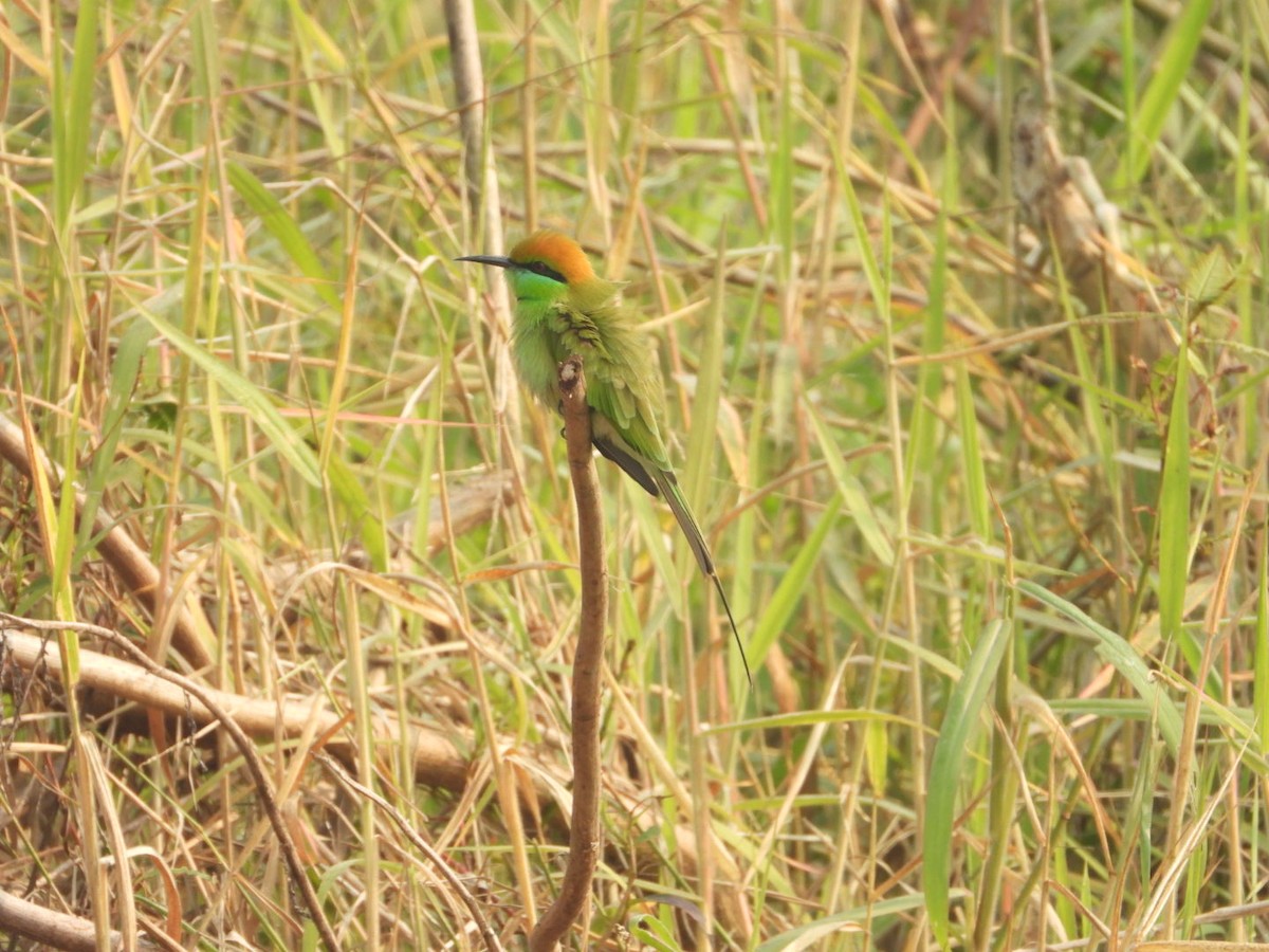 Asian Green Bee-eater - Chaiti Banerjee