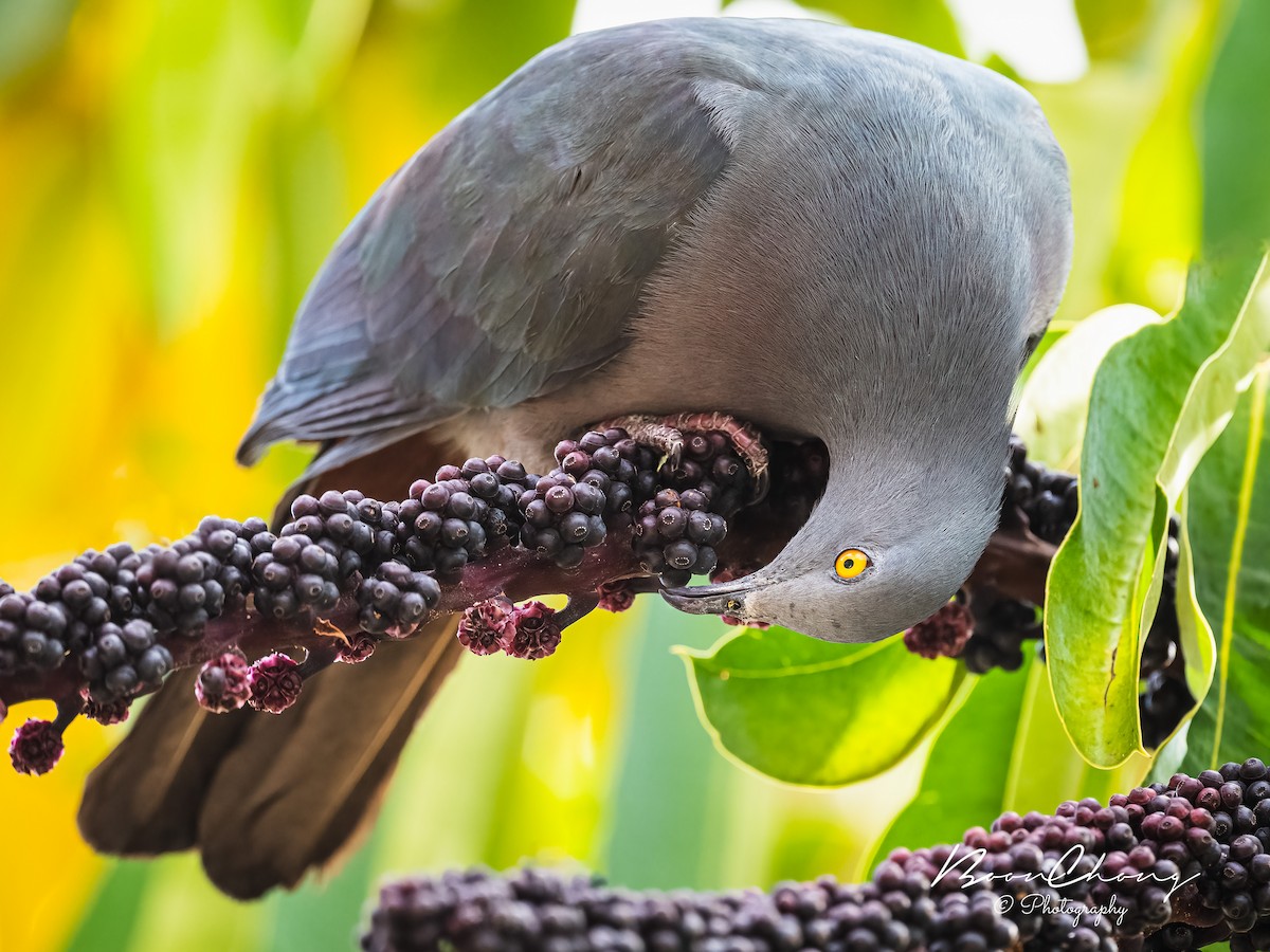 Christmas Island Imperial-Pigeon - ML612549554