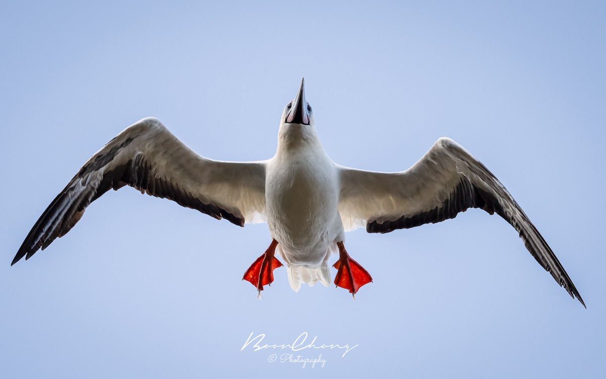 Red-footed Booby - Boon Chong Chen