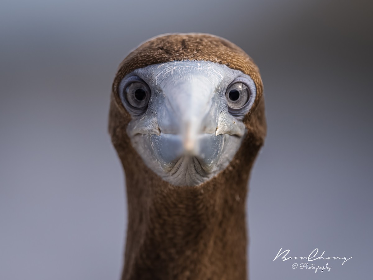 Brown Booby - ML612549691
