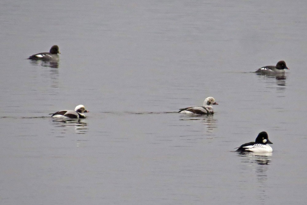 eBird Checklist 22 Dec 2023 Park PointPark Point Rec. Area 16