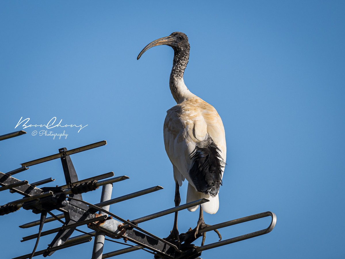 ibis australský - ML612549735