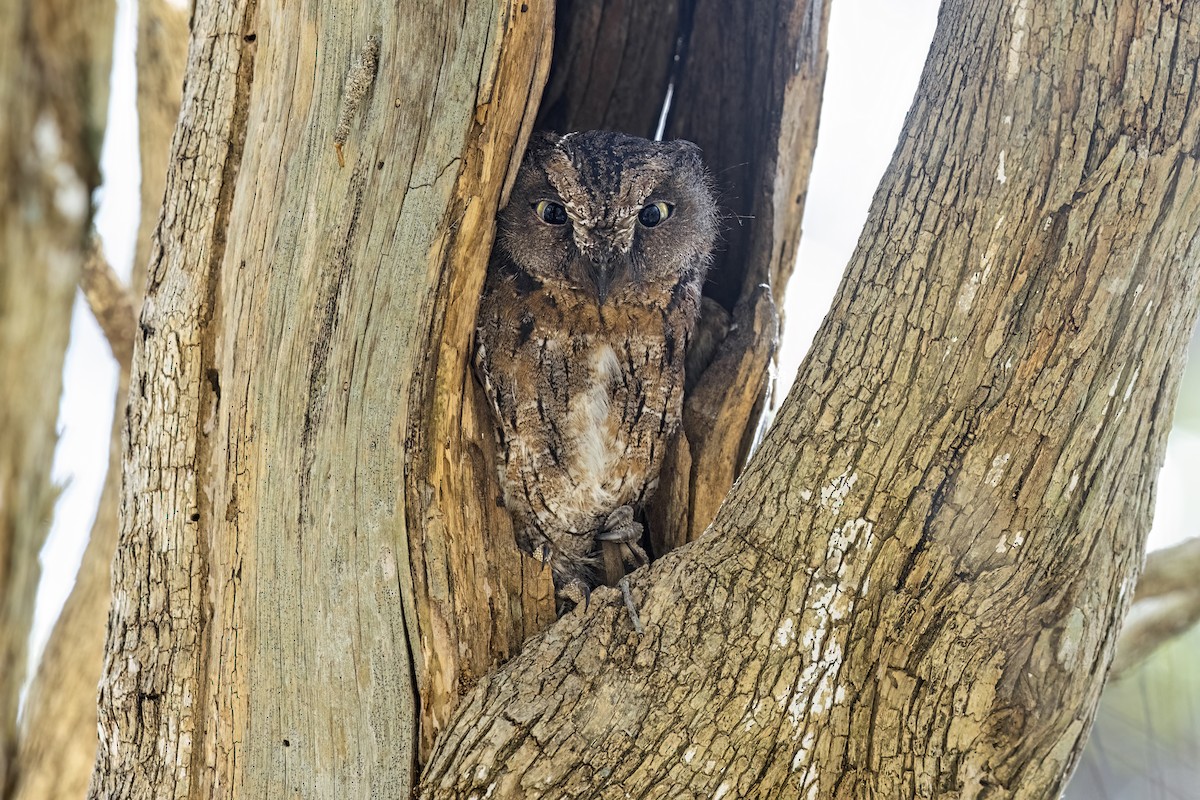 Madagascar Scops-Owl (Torotoroka) - ML612549844