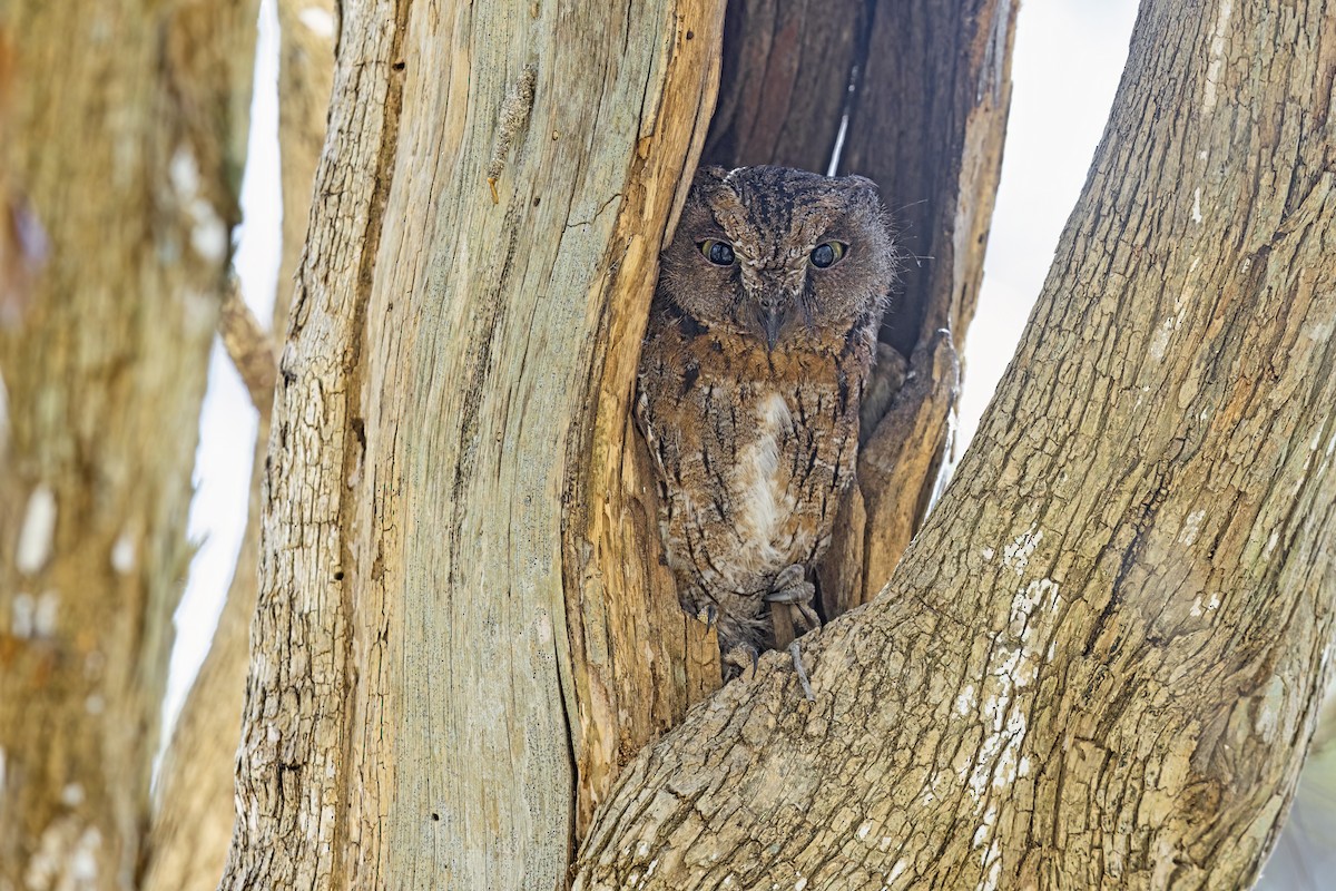 Madagascar Scops-Owl (Torotoroka) - ML612549845