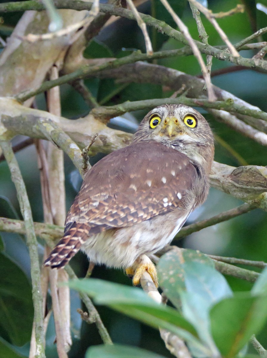 Ferruginous Pygmy-Owl - ML612550180