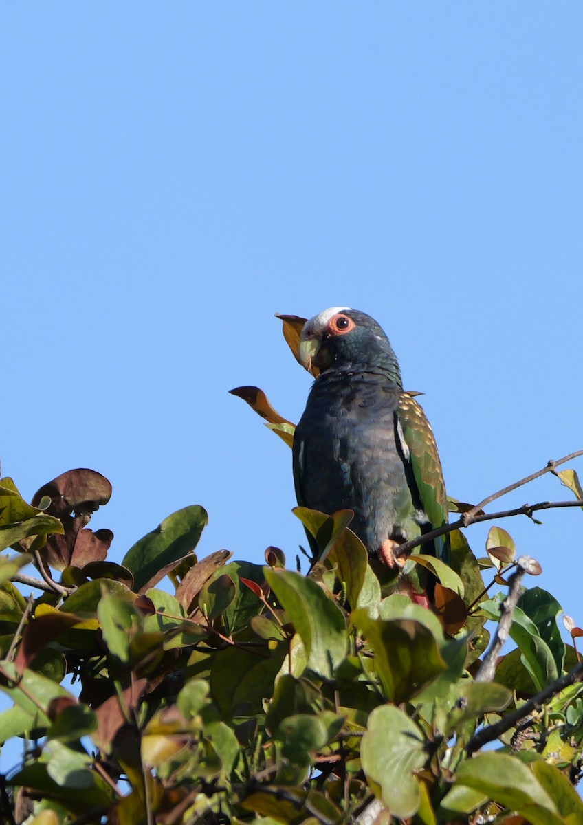 White-crowned Parrot - ML612550196