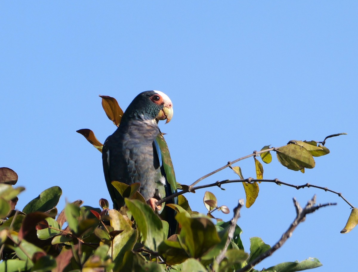 White-crowned Parrot - ML612550197
