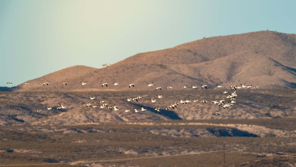 eBird Checklist 17 Dec 2023 Bosque del Apache NWR 26 species