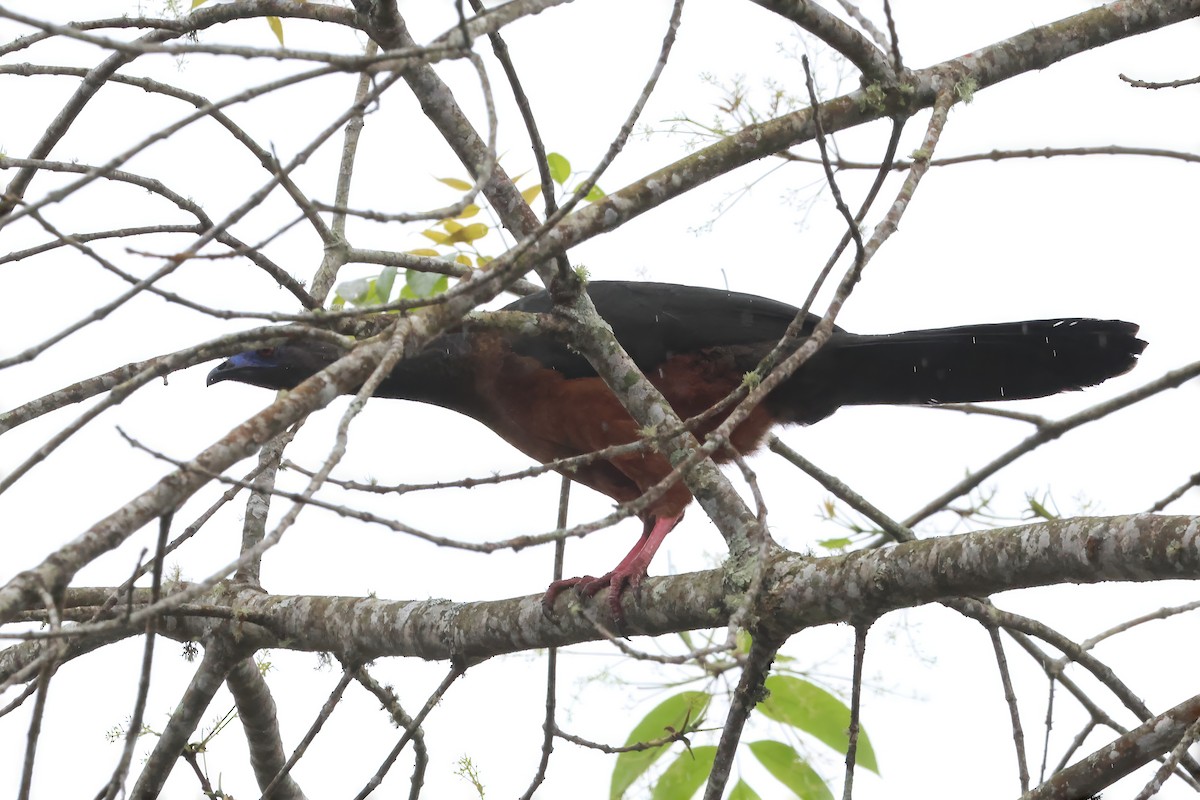 Sickle-winged Guan - ML612550675