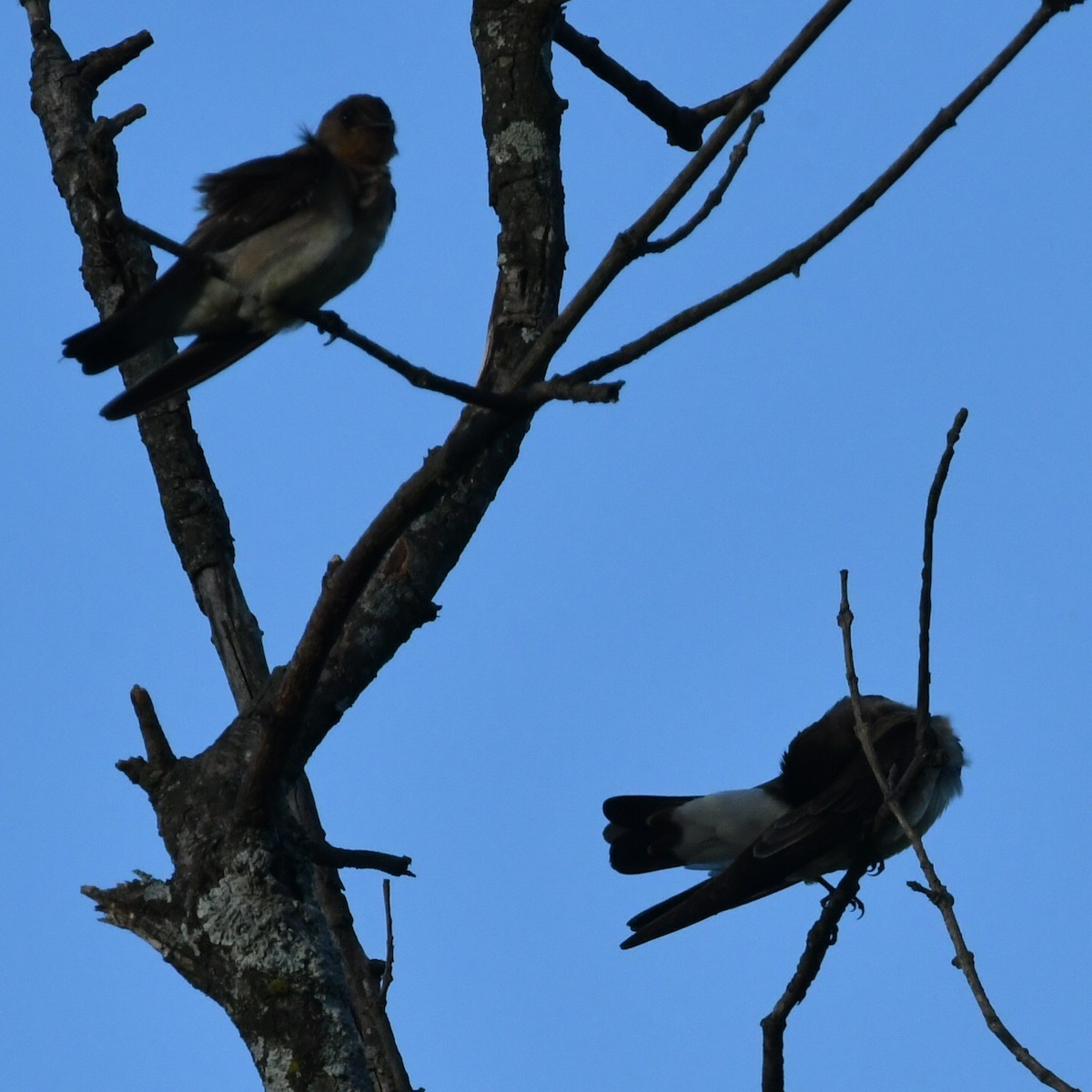 Southern Rough-winged Swallow - ML612550795