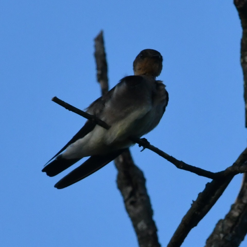 Southern Rough-winged Swallow - ML612550796