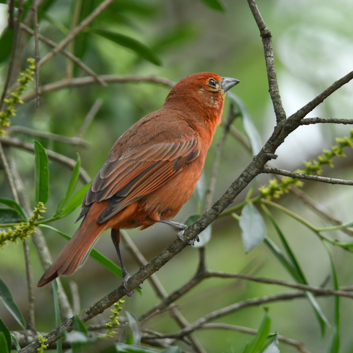 Hepatic Tanager - ML612550846