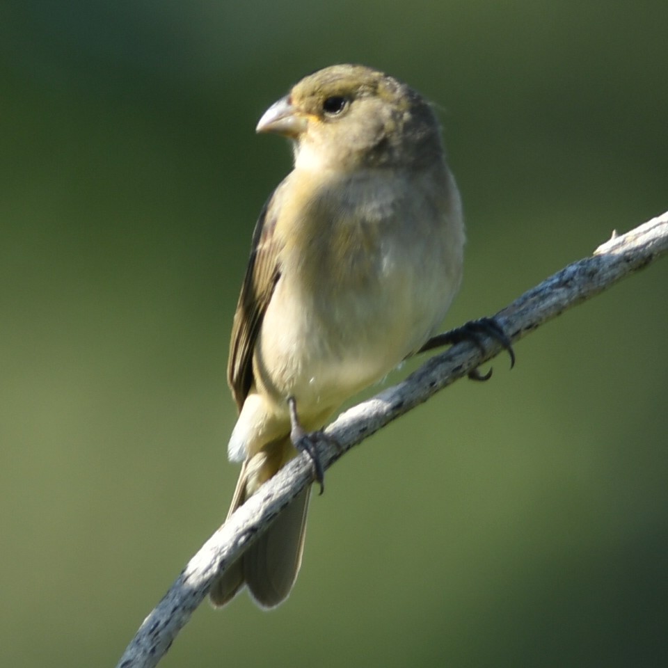 Double-collared Seedeater - ML612550932