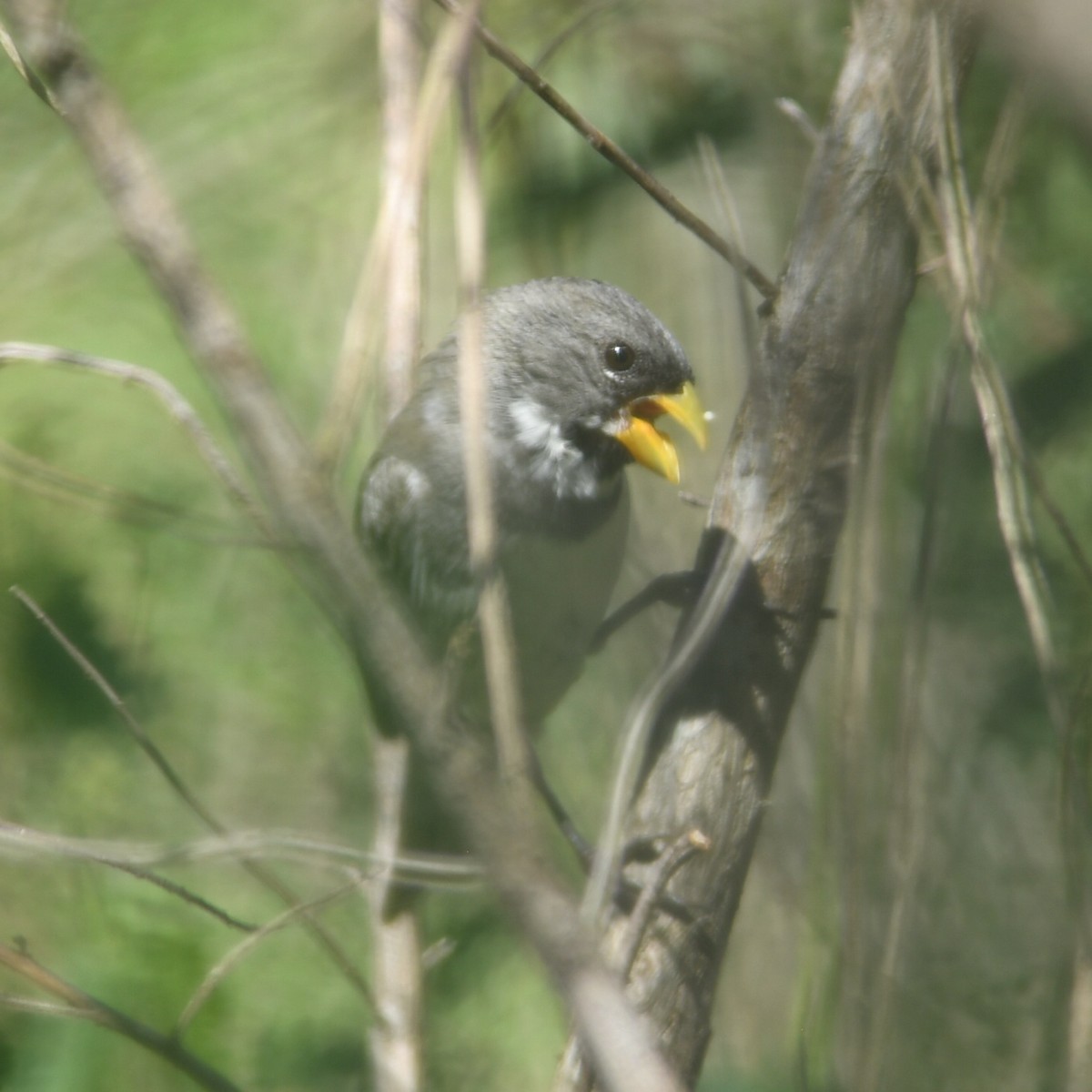 Double-collared Seedeater - ML612550941