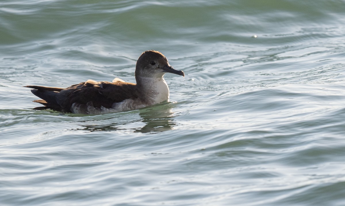 Black-vented Shearwater - Forest Botial-Jarvis
