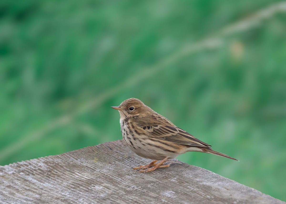 Meadow Pipit - ML612551041