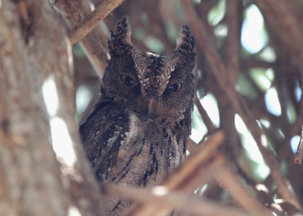 Madagascar Scops-Owl (Torotoroka) - ML612551418