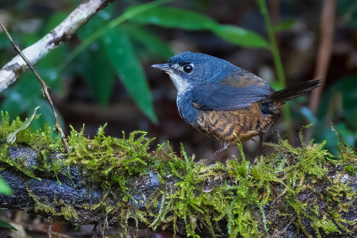 White-breasted Tapaculo - ML612551885