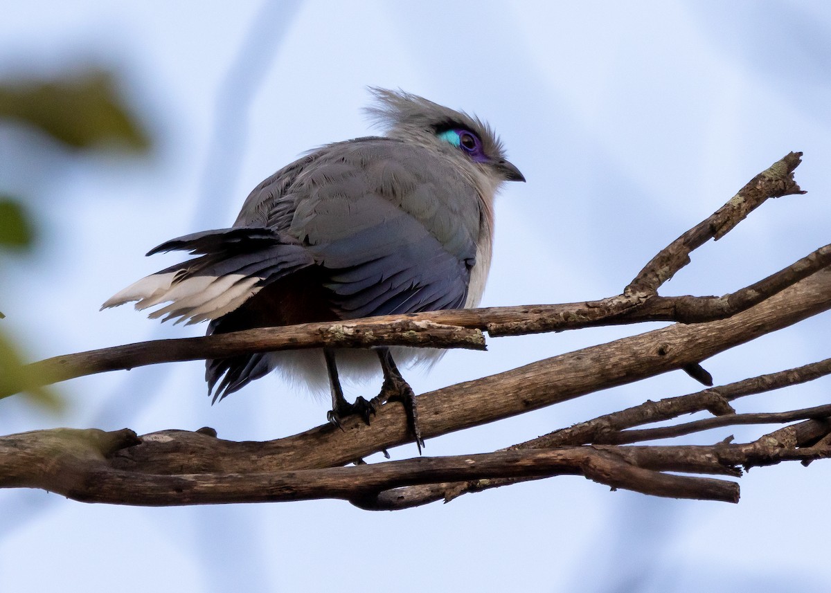 Crested Coua - ML612552113