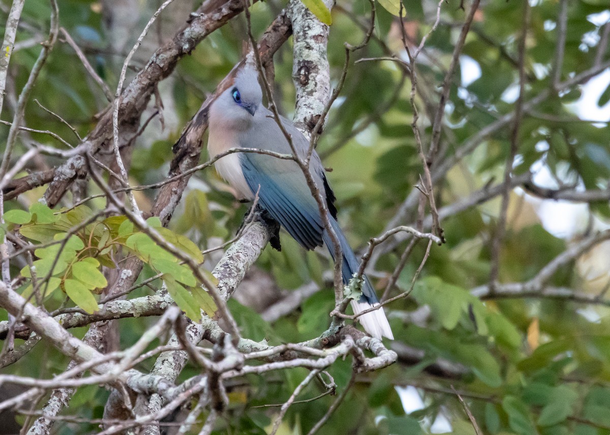 Crested Coua - ML612552118
