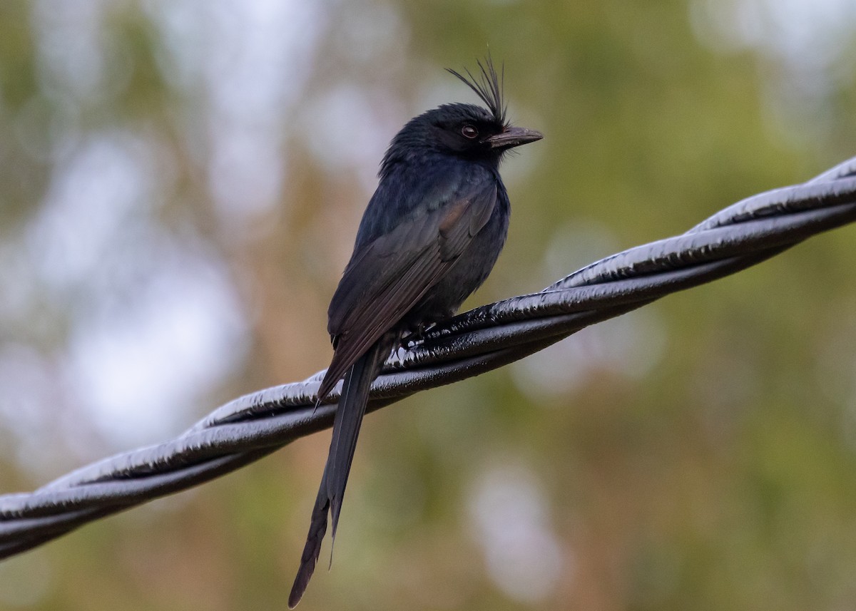 Crested Drongo - ML612552121