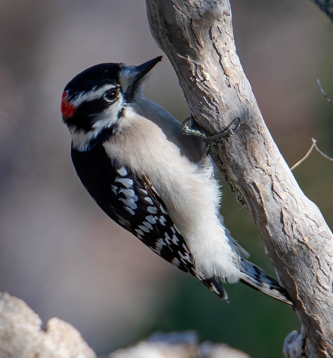 Downy Woodpecker - ML612552147