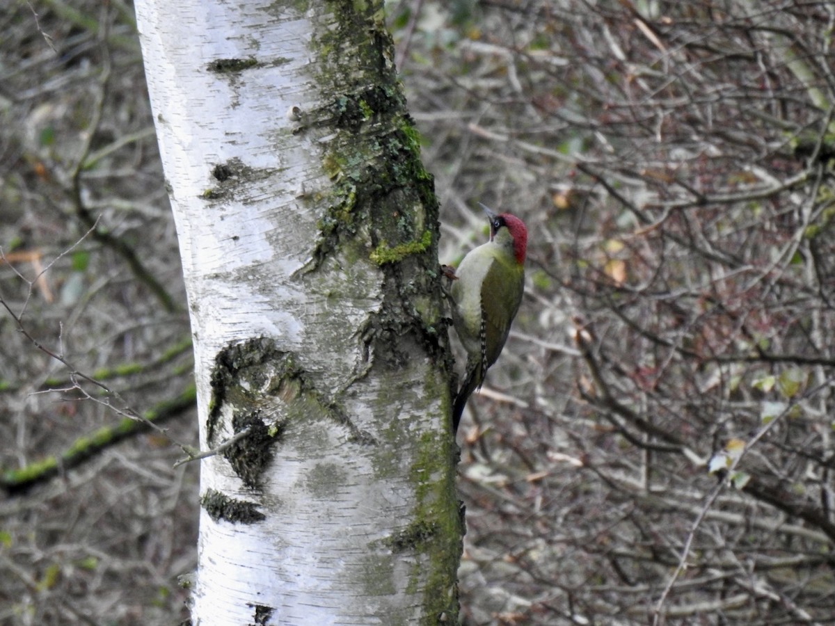 Eurasian Green Woodpecker (Eurasian) - ML612552207