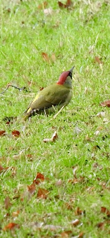 Eurasian Green Woodpecker (Eurasian) - ML612552209