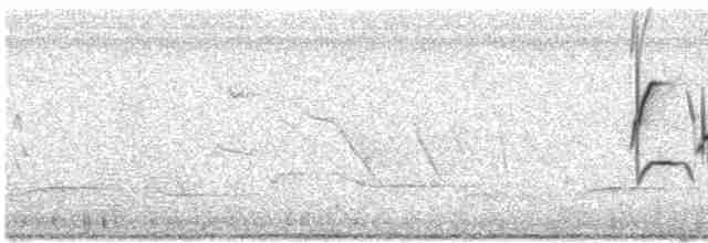Kara Karınlı Tohumcul - ML612552555