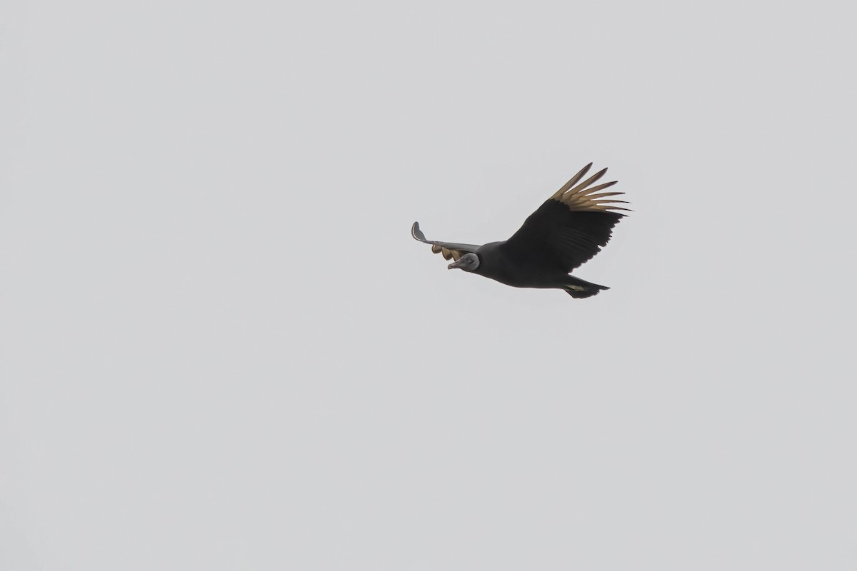 Black Vulture - ML612552592