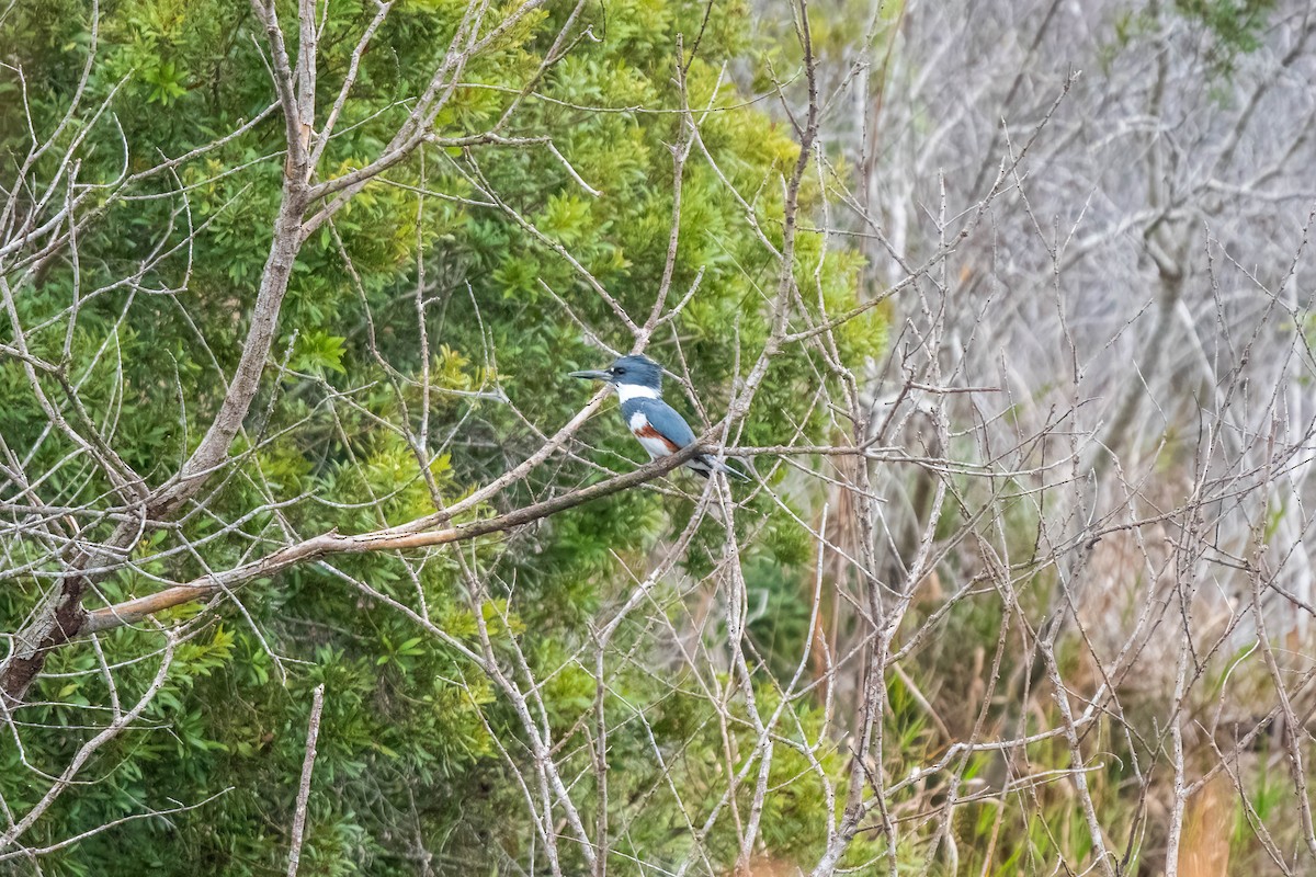 Belted Kingfisher - ML612552605