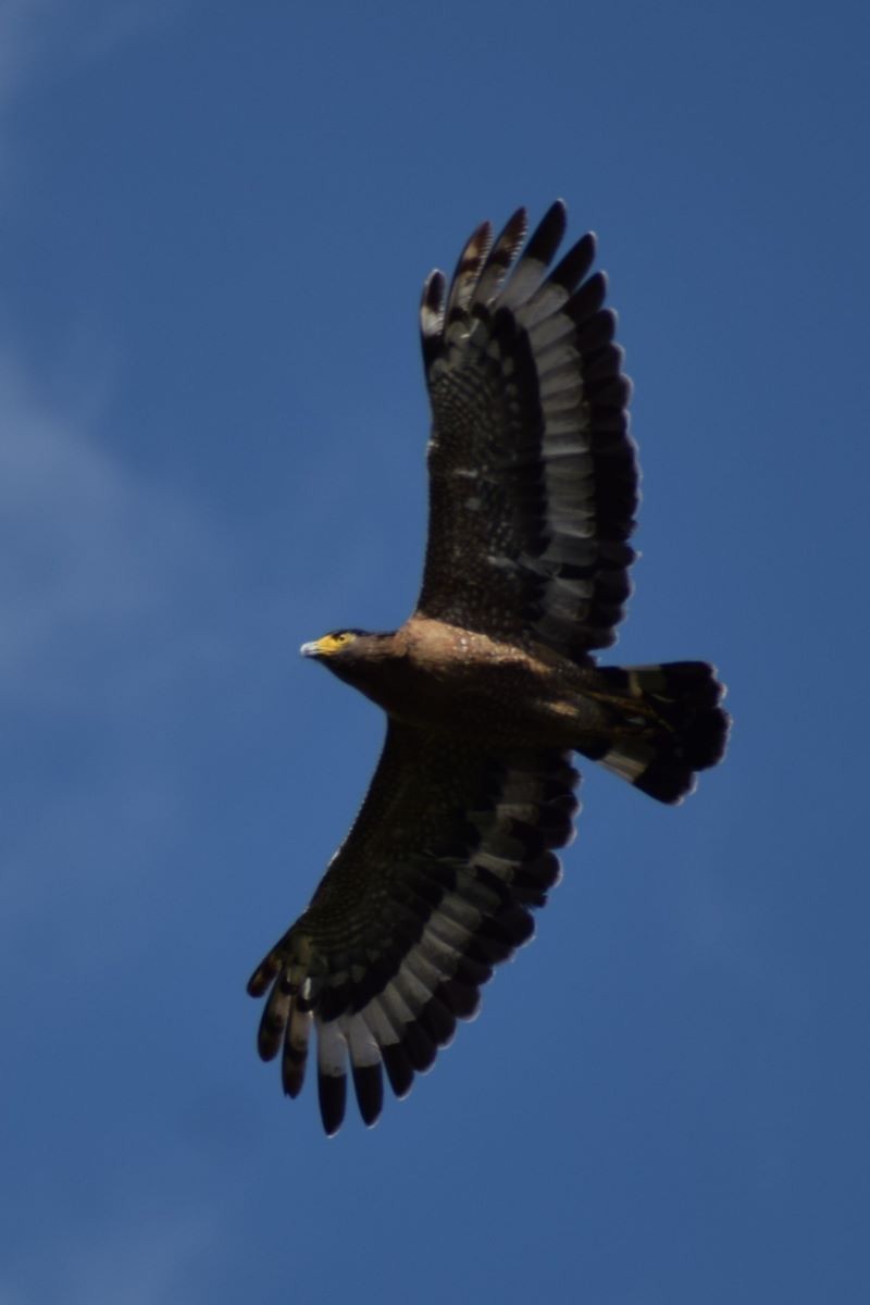 Crested Serpent-Eagle - ML612552759