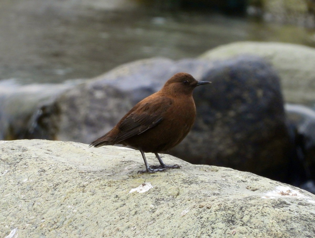 Brown Dipper - Anonymous